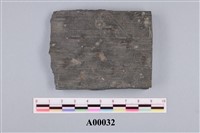 藏品(植物化石)的圖片